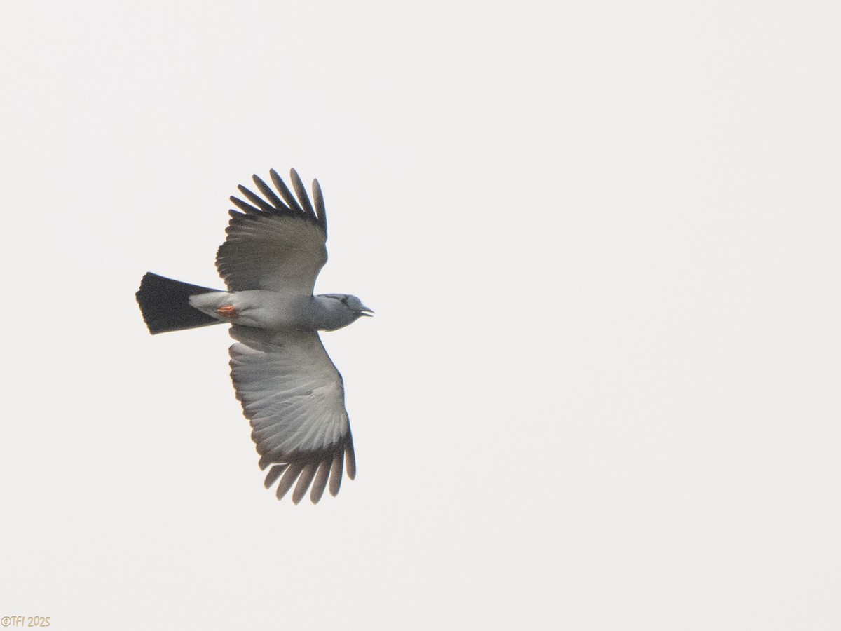 オオブッポウソウ - ML647571913