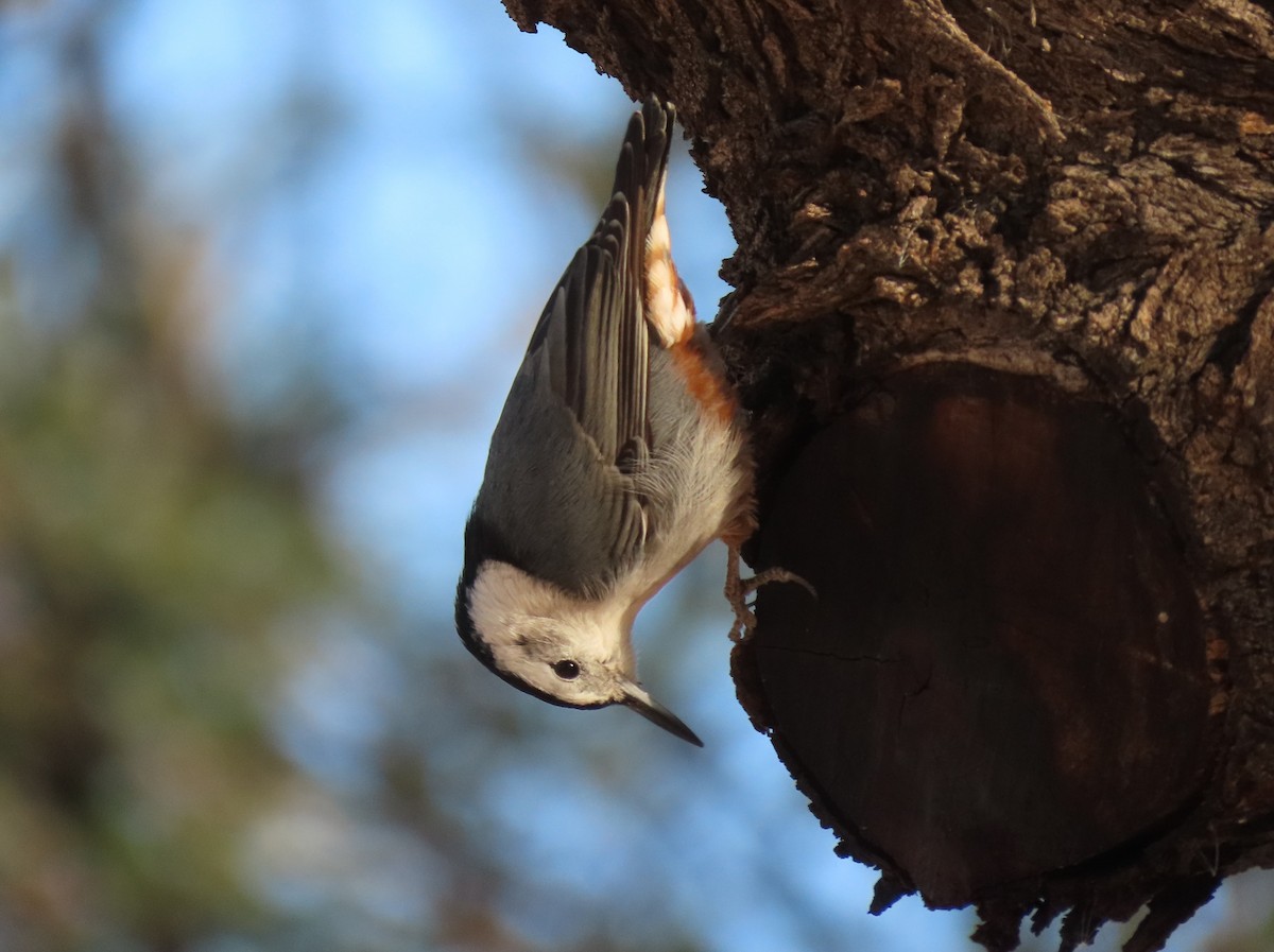 Sittelle à poitrine blanche (groupe lagunae) - ML647571917