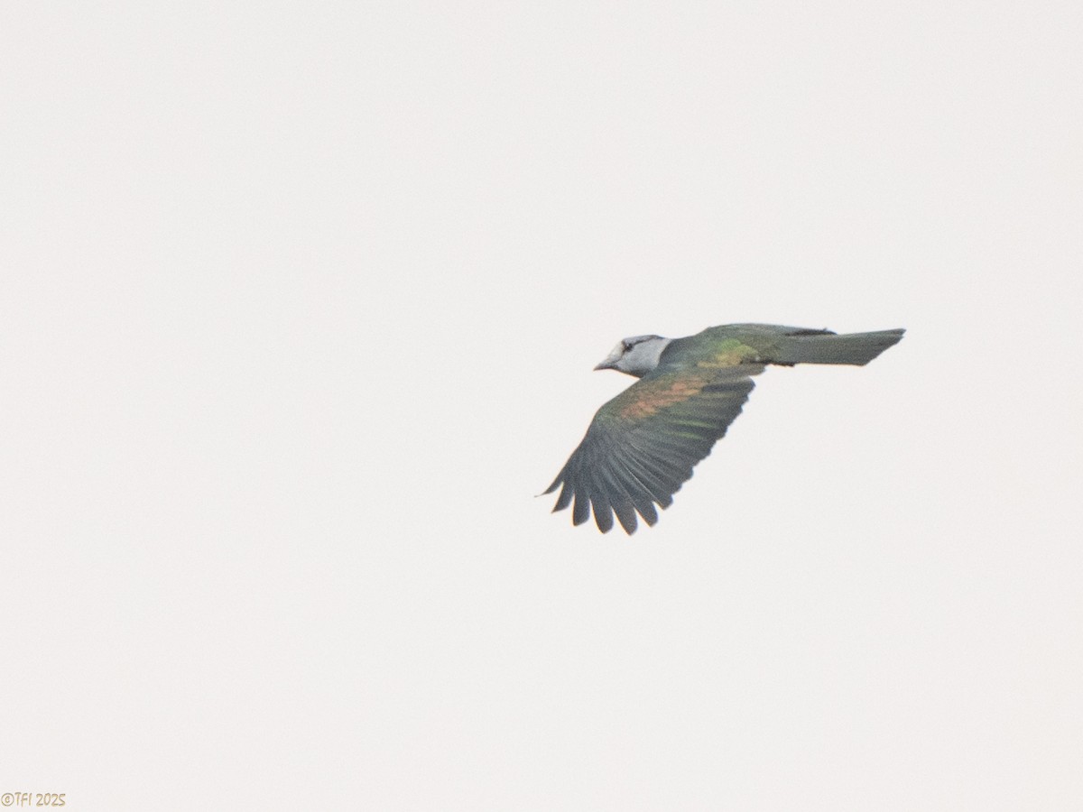 オオブッポウソウ - ML647571922