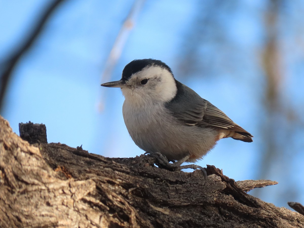 Sittelle à poitrine blanche (groupe lagunae) - ML647571925