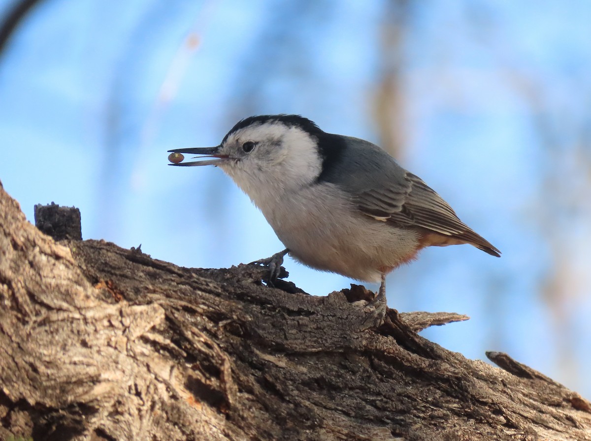 Sittelle à poitrine blanche (groupe lagunae) - ML647571929