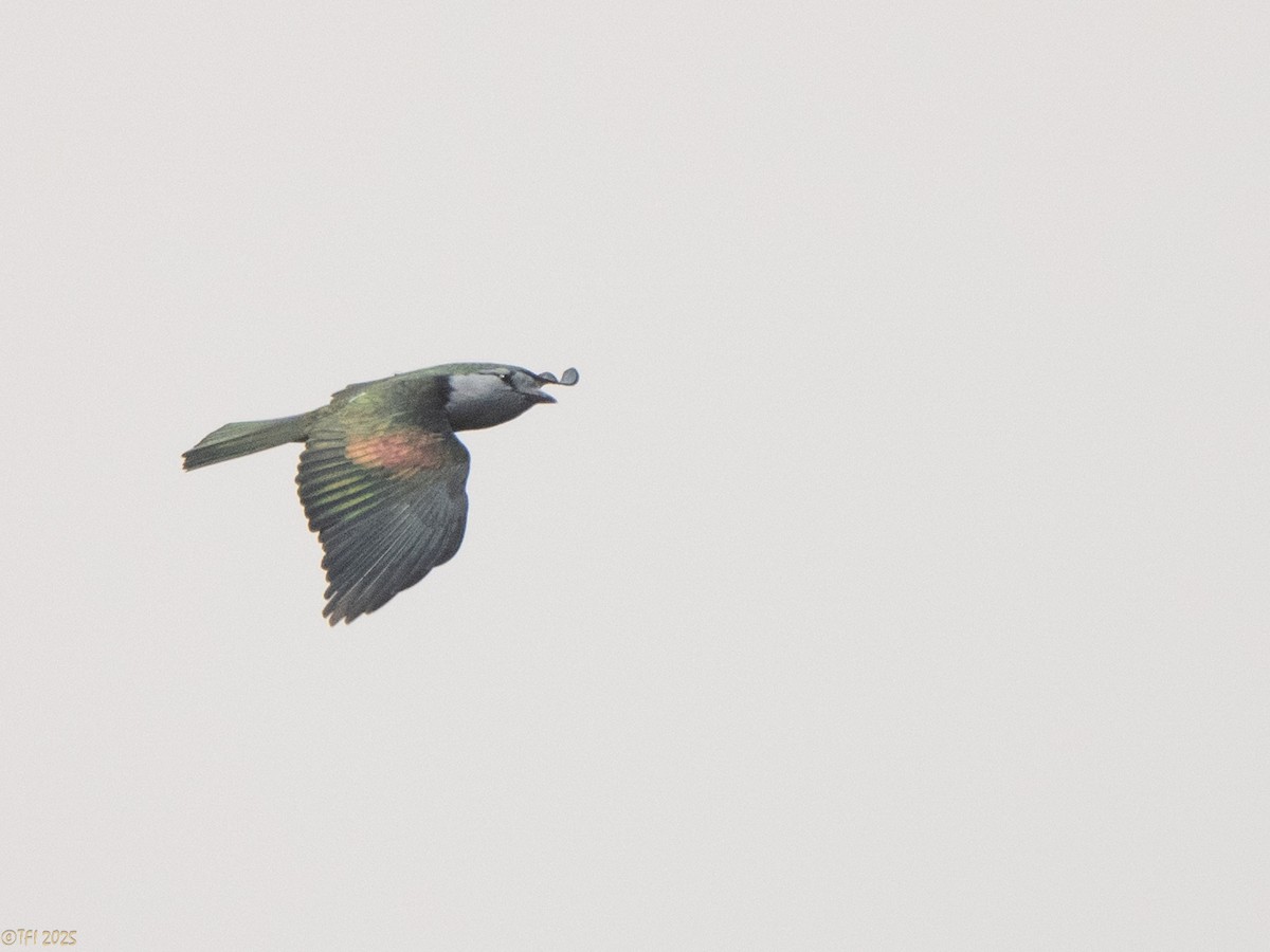 オオブッポウソウ - ML647571930