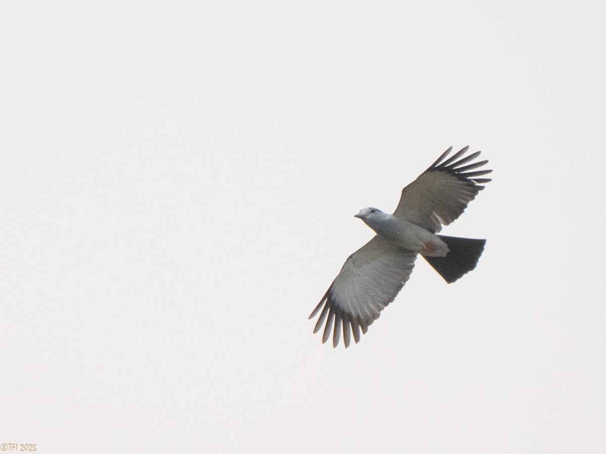 オオブッポウソウ - ML647571934