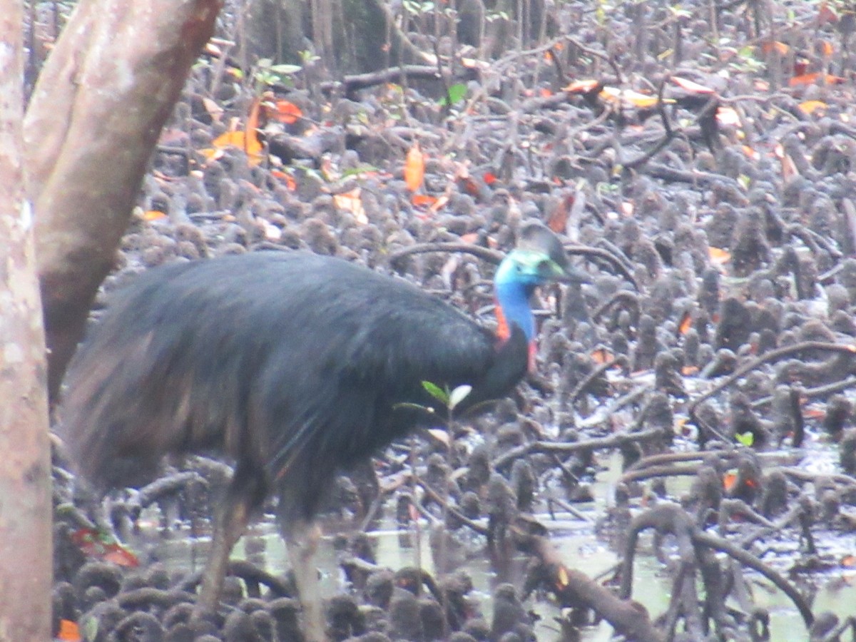 toflikkasuar - ML647571945