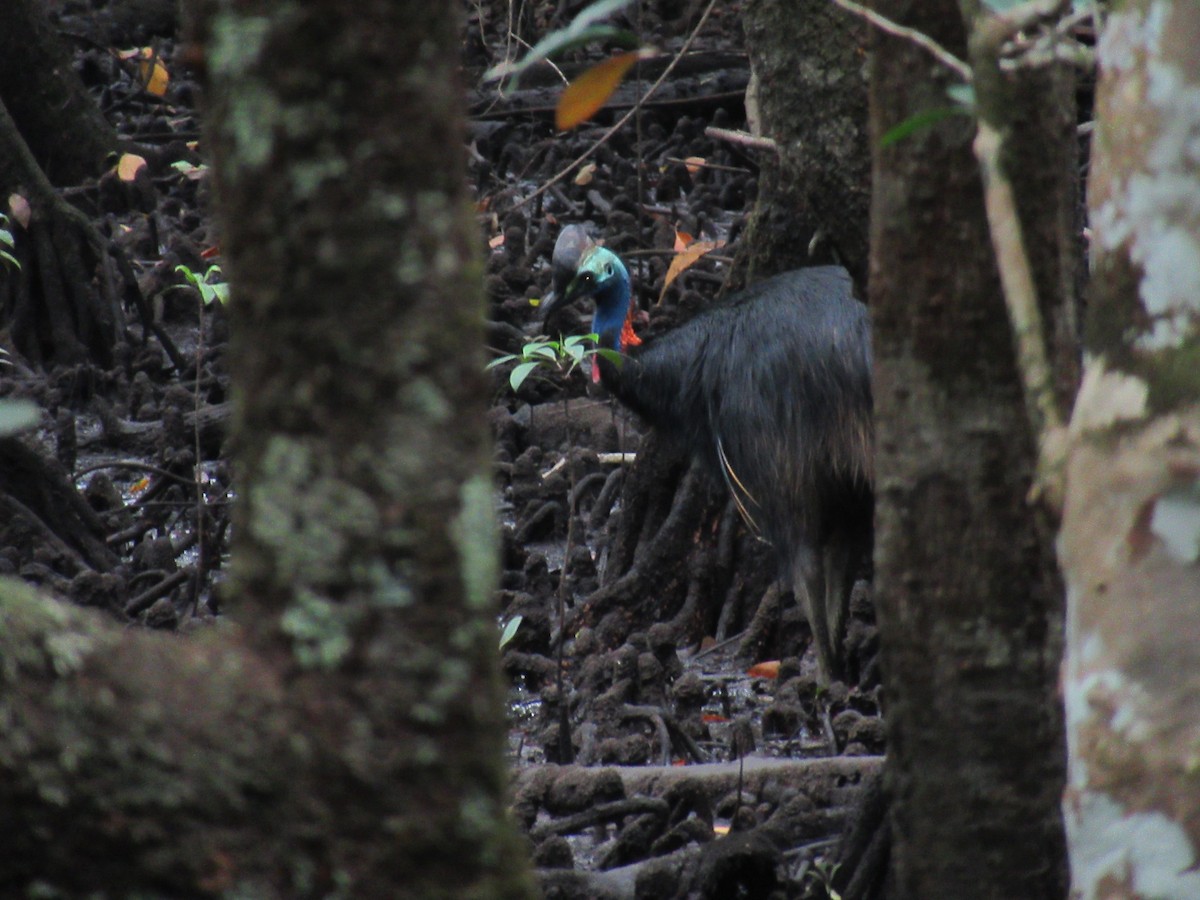 toflikkasuar - ML647571947