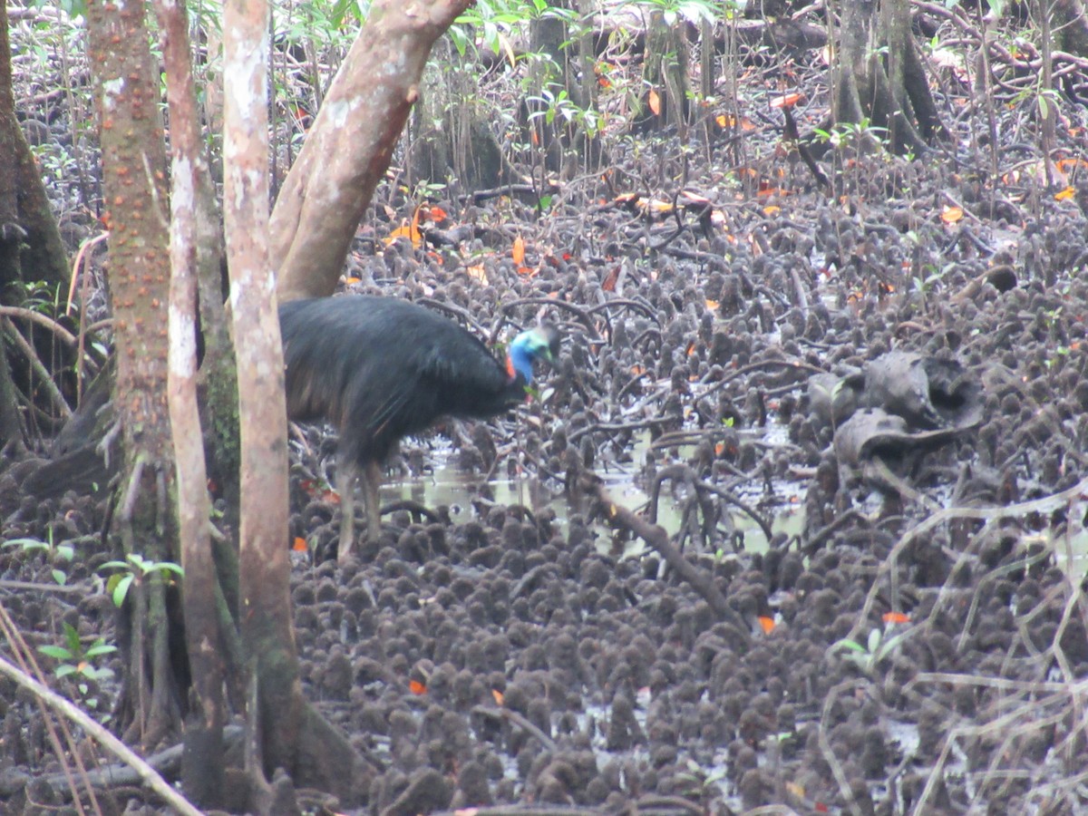 toflikkasuar - ML647571948