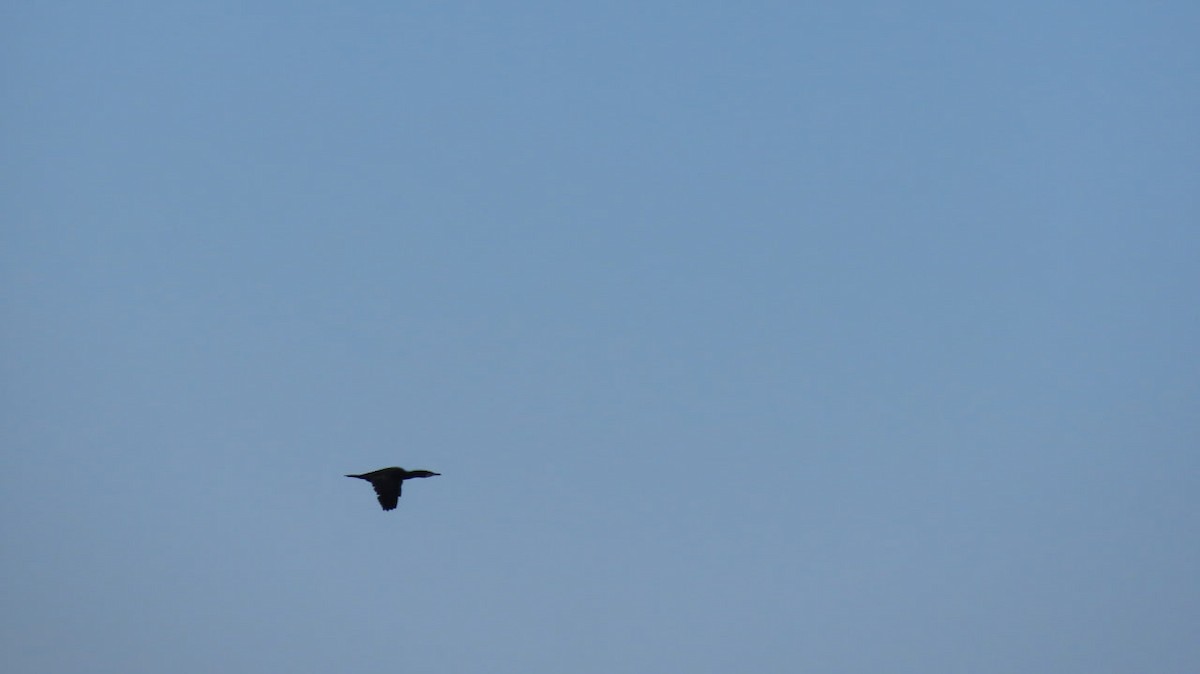 kormorán velký - ML647571956