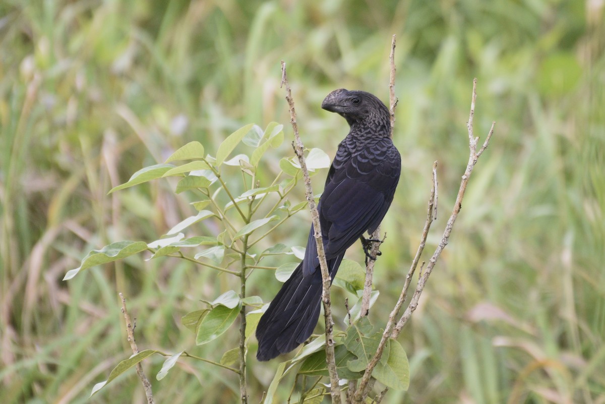 Smooth-billed Ani - ML647571960