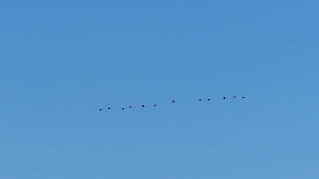 Great Cormorant - ML647571962