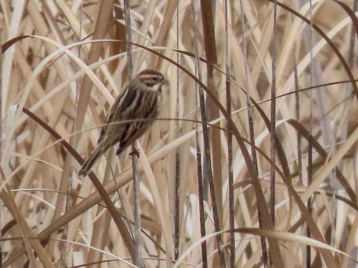Reed Bunting - ML647571968