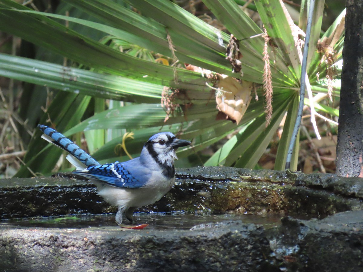 sojka chocholatá - ML647571978