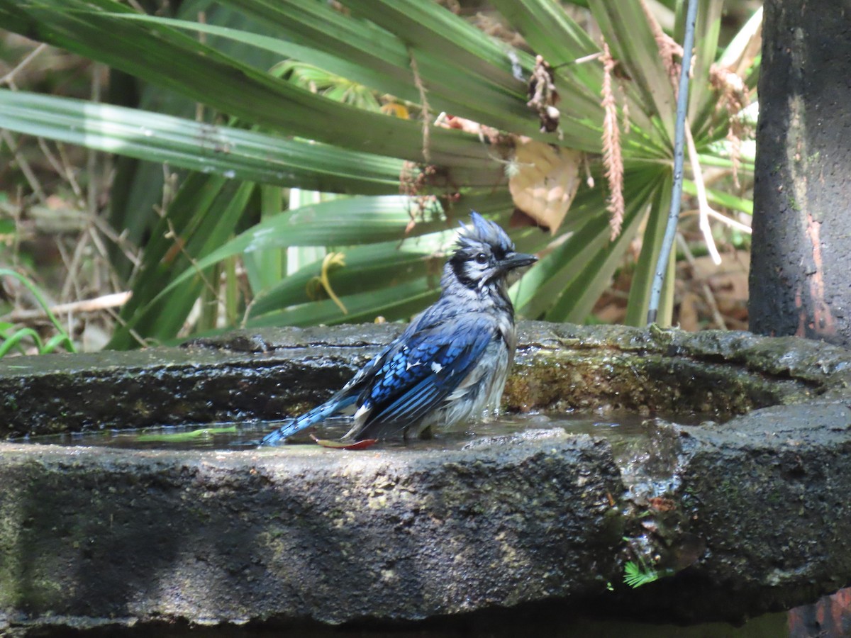 sojka chocholatá - ML647571979