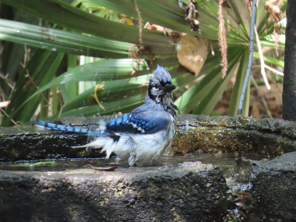 sojka chocholatá - ML647571980