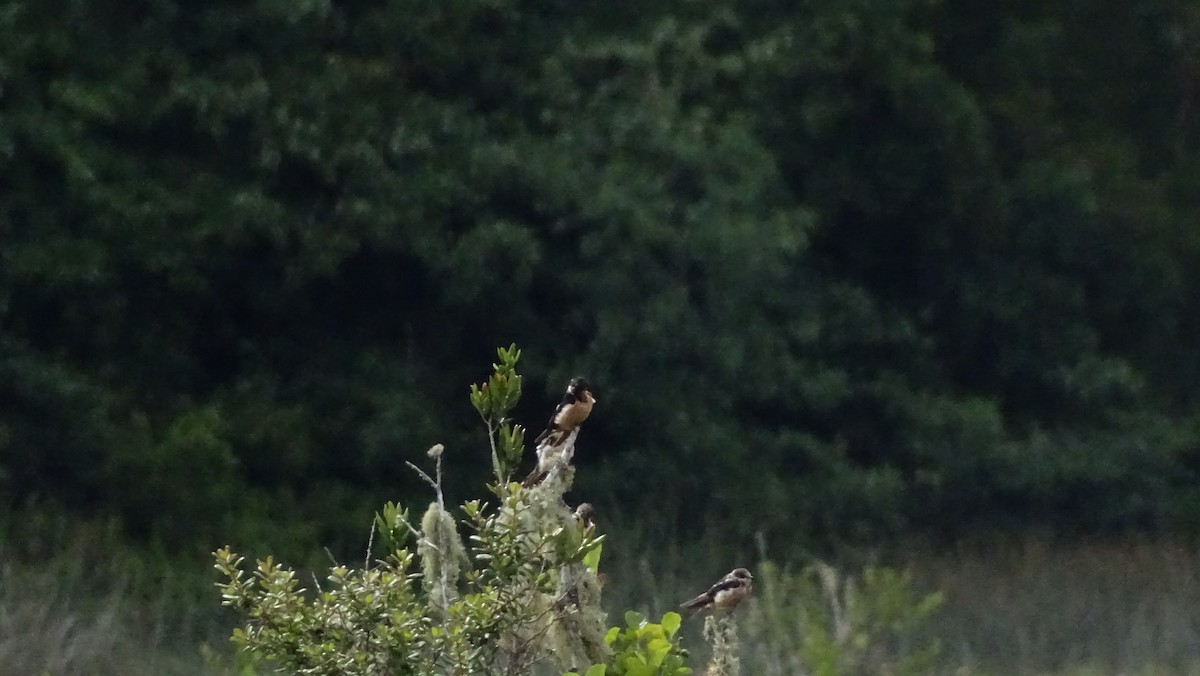 Ластівка сільська - ML647571985