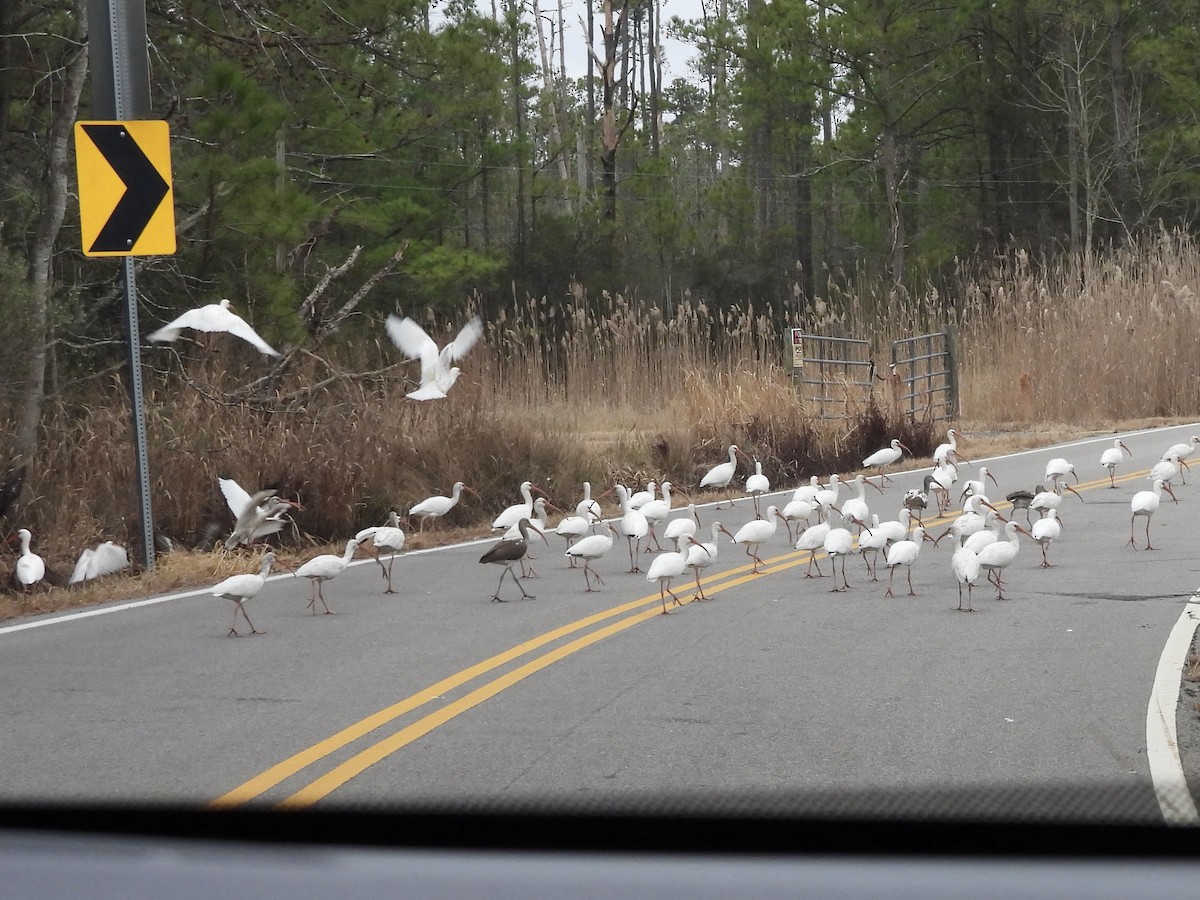 White Ibis - ML647571987