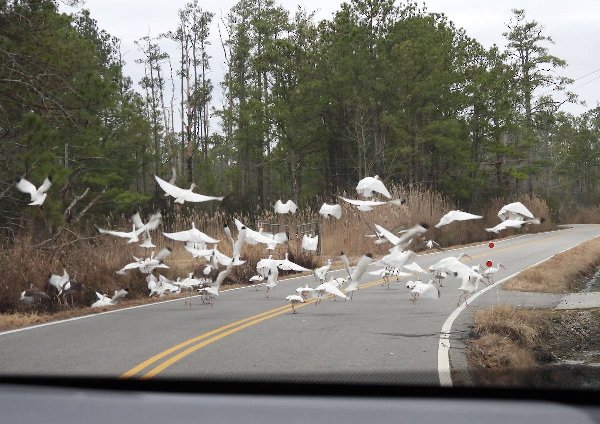 White Ibis - ML647571993