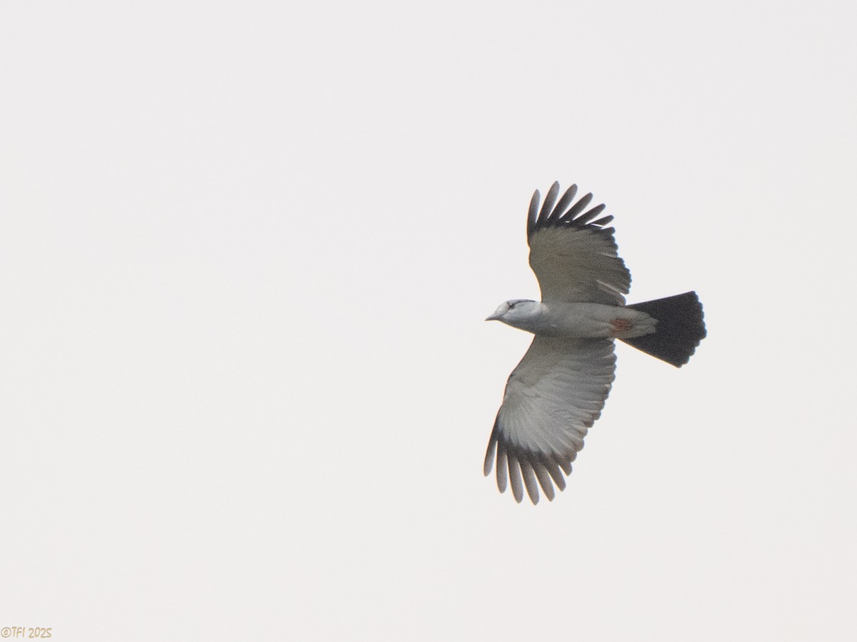 オオブッポウソウ - ML647572025