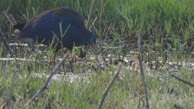 Uroilo urdin afrikarra - ML647572028