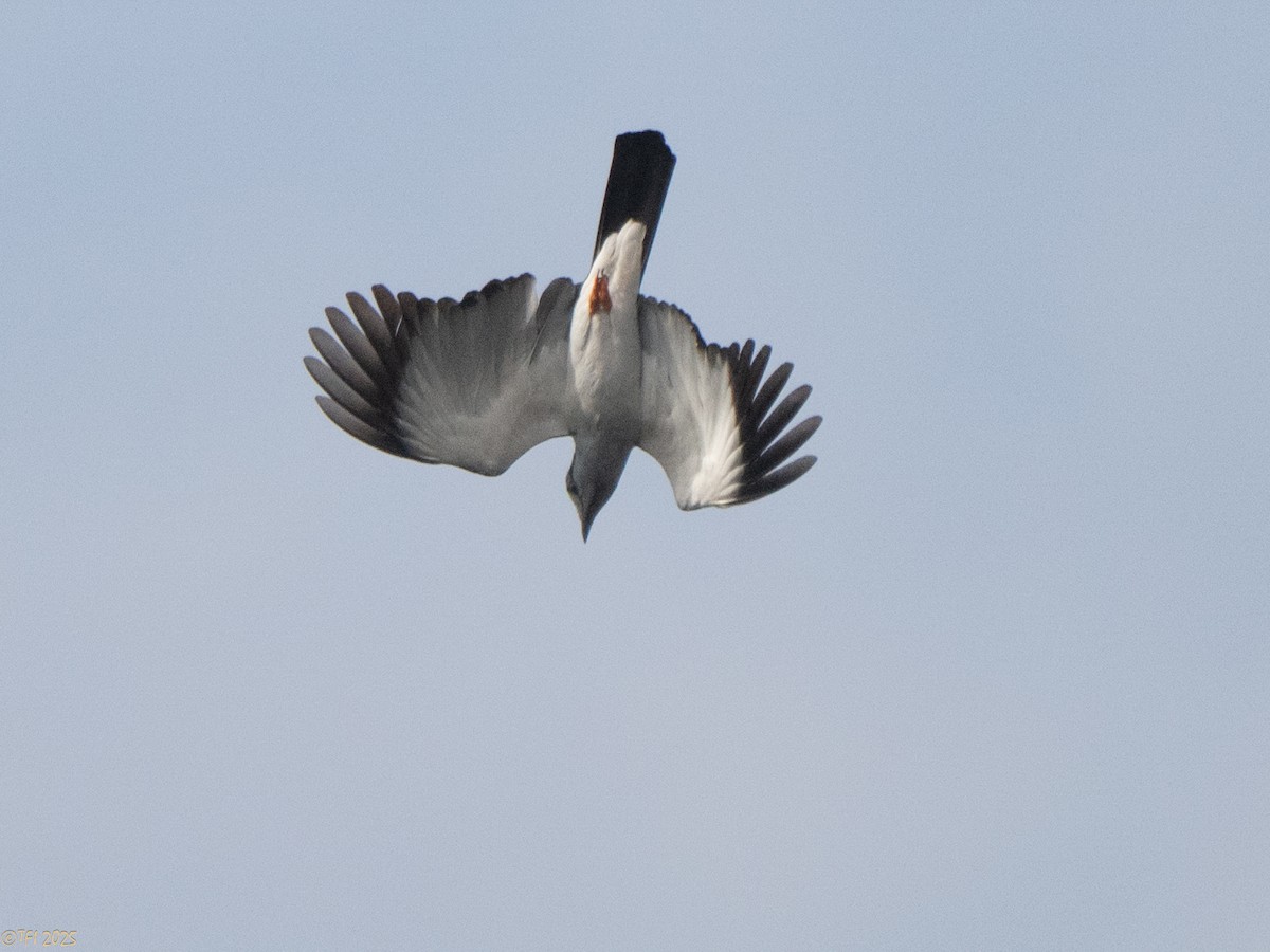 オオブッポウソウ - ML647572037