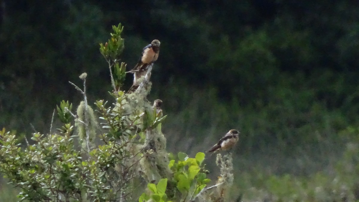 Ластівка сільська - ML647572042