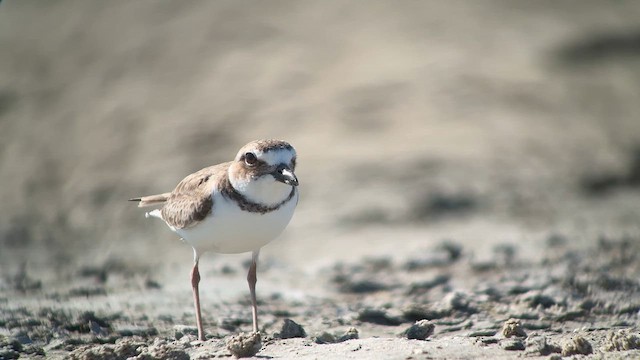 Kıyı Cılıbıtı - ML647572066