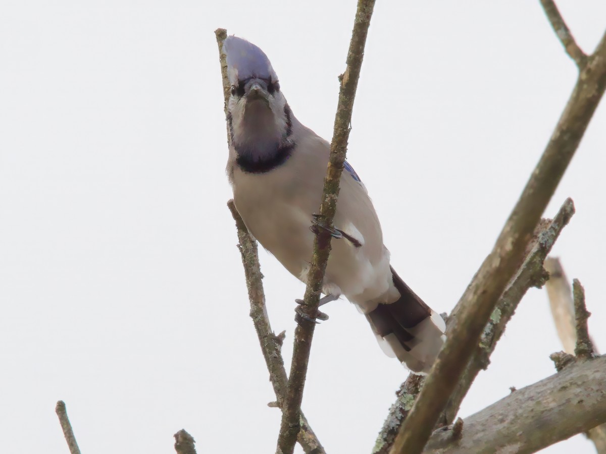 sojka chocholatá - ML647572069