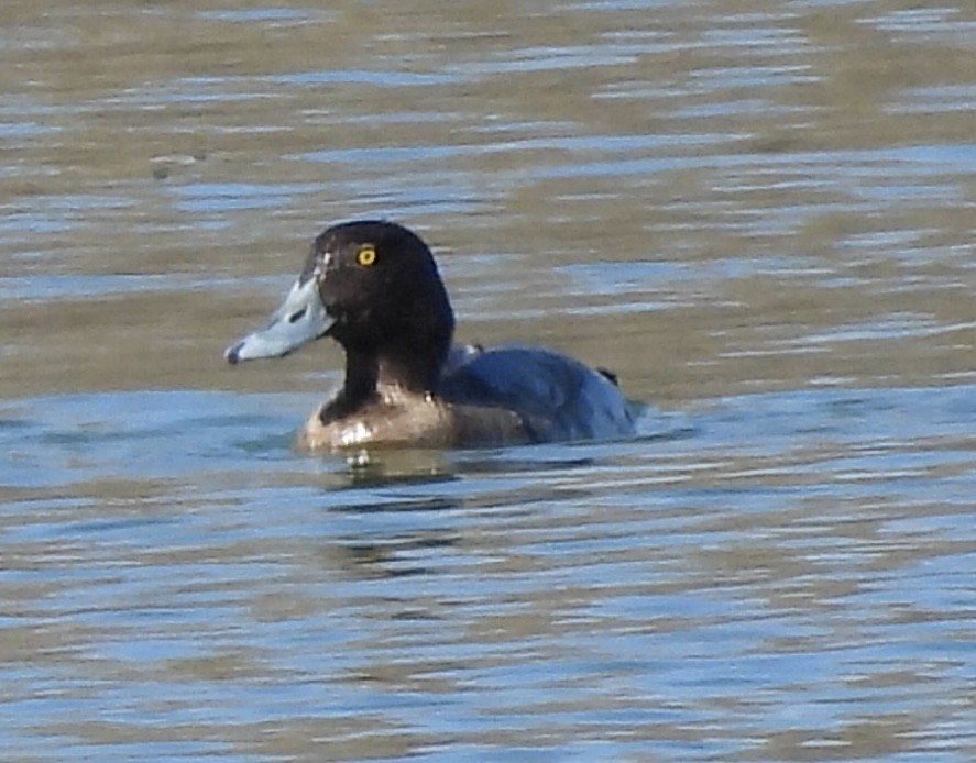 Морская чернеть - ML647572169