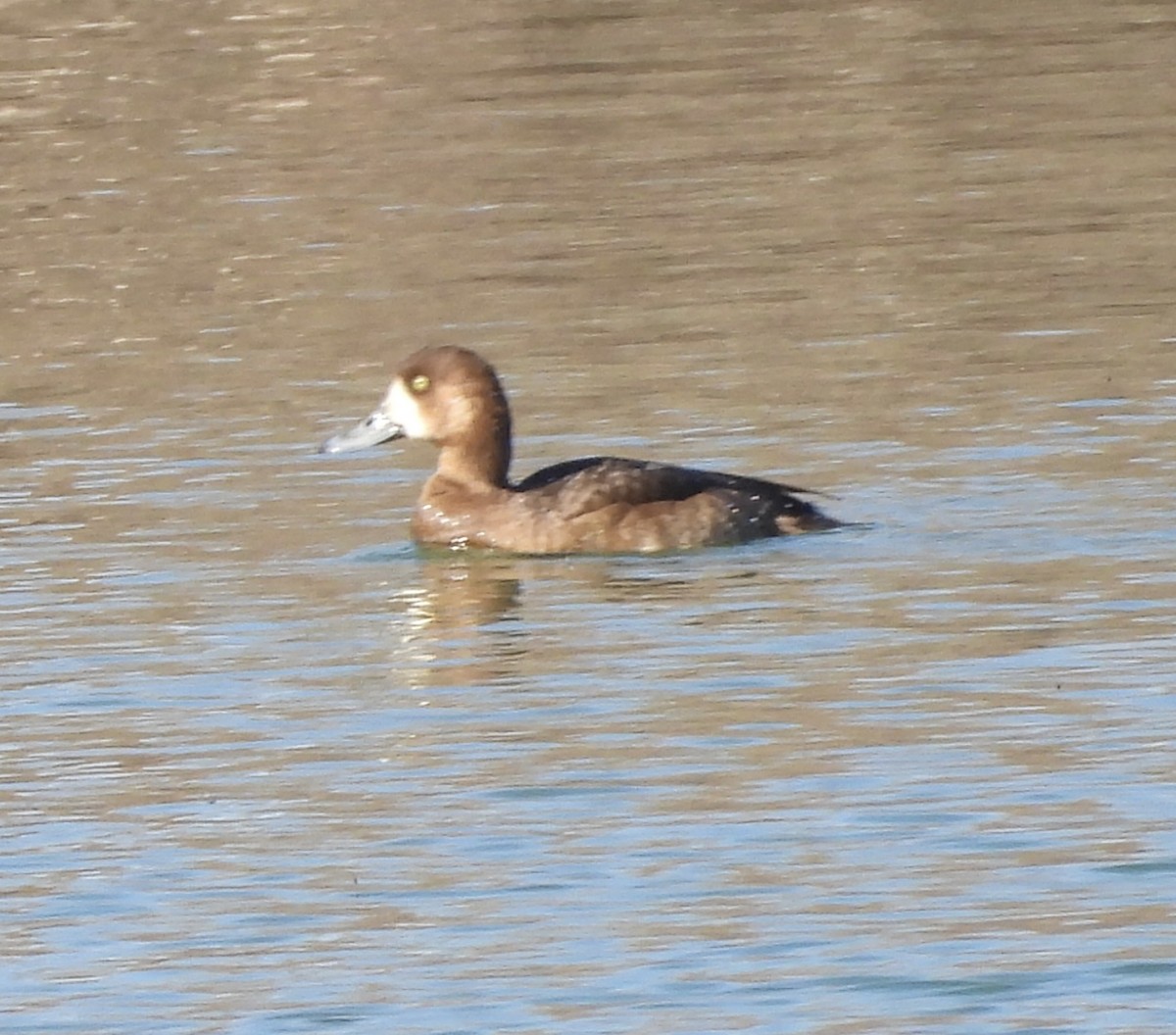 Морская чернеть - ML647572170