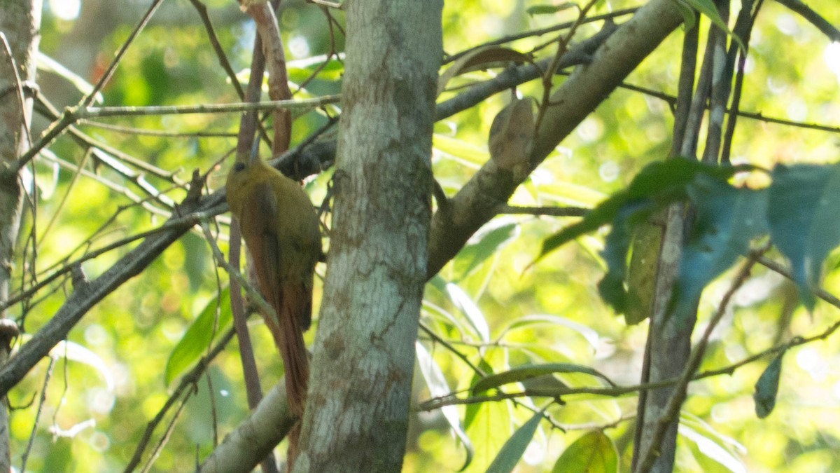 Olivaceous Woodcreeper - ML647572174