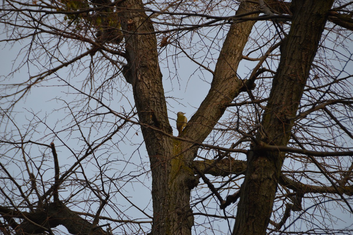 Pic cendré - ML647572175