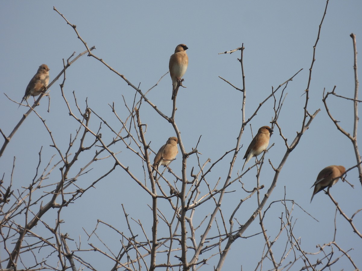 Camachuelo Desertícola - ML647572183
