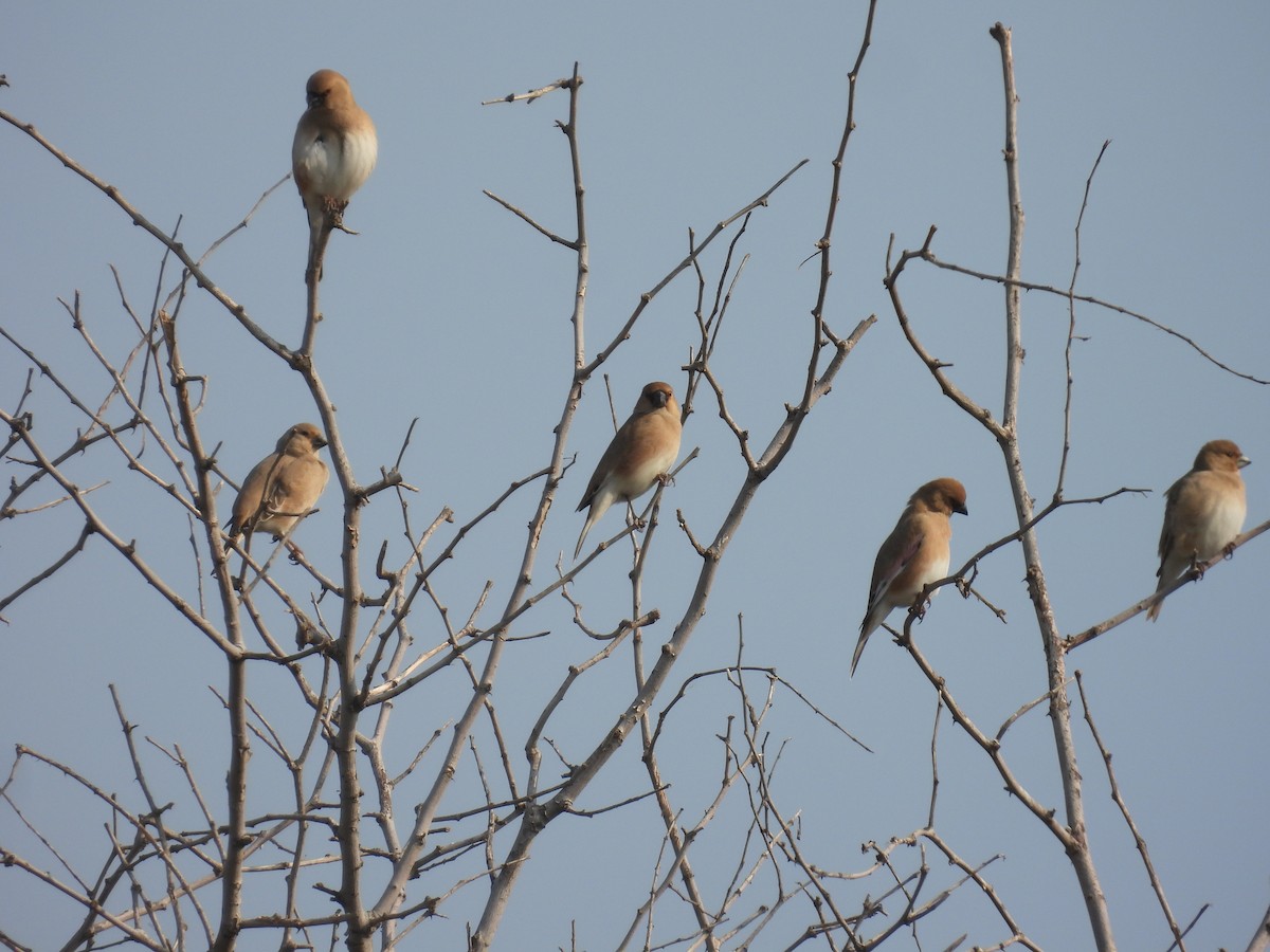 Camachuelo Desertícola - ML647572184
