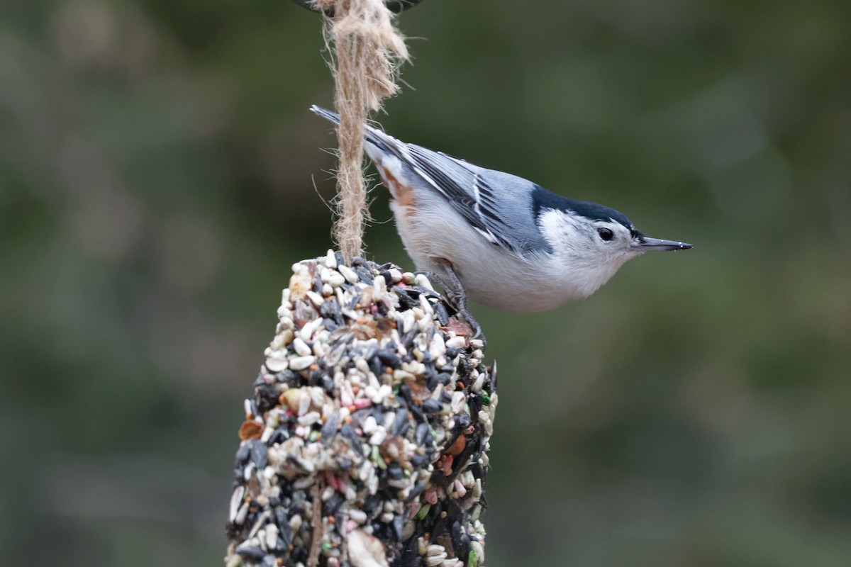 Sittelle à poitrine blanche - ML647572192