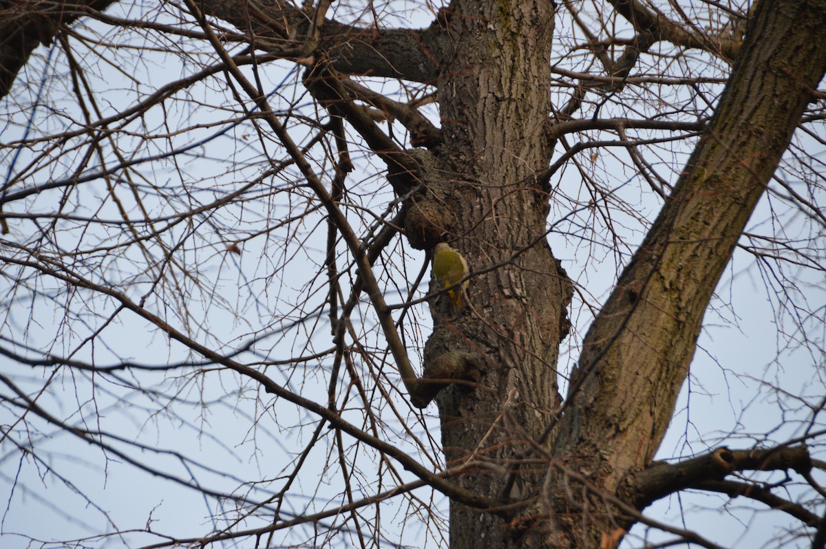 Pic cendré - ML647572193