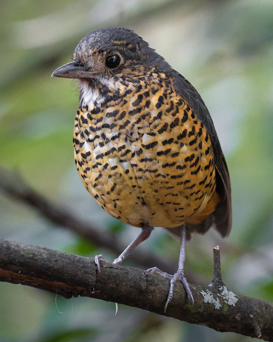 skjellmaurpitta - ML647572211