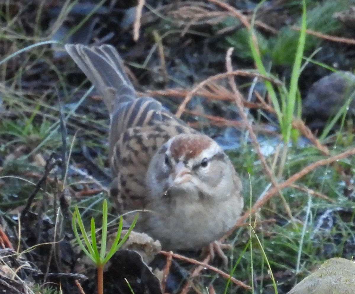 Chipping Sparrow - ML647572216