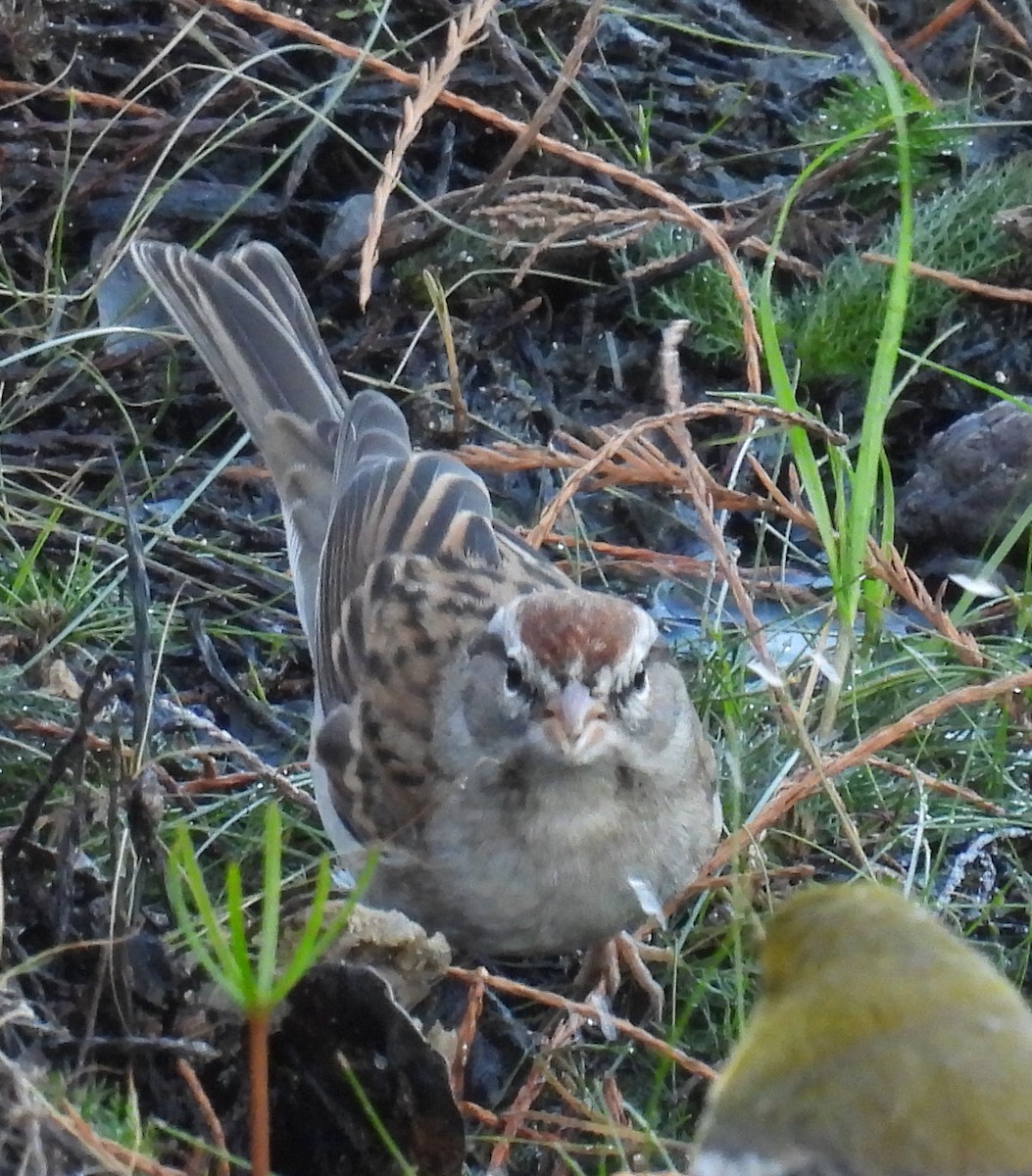 Chipping Sparrow - ML647572217