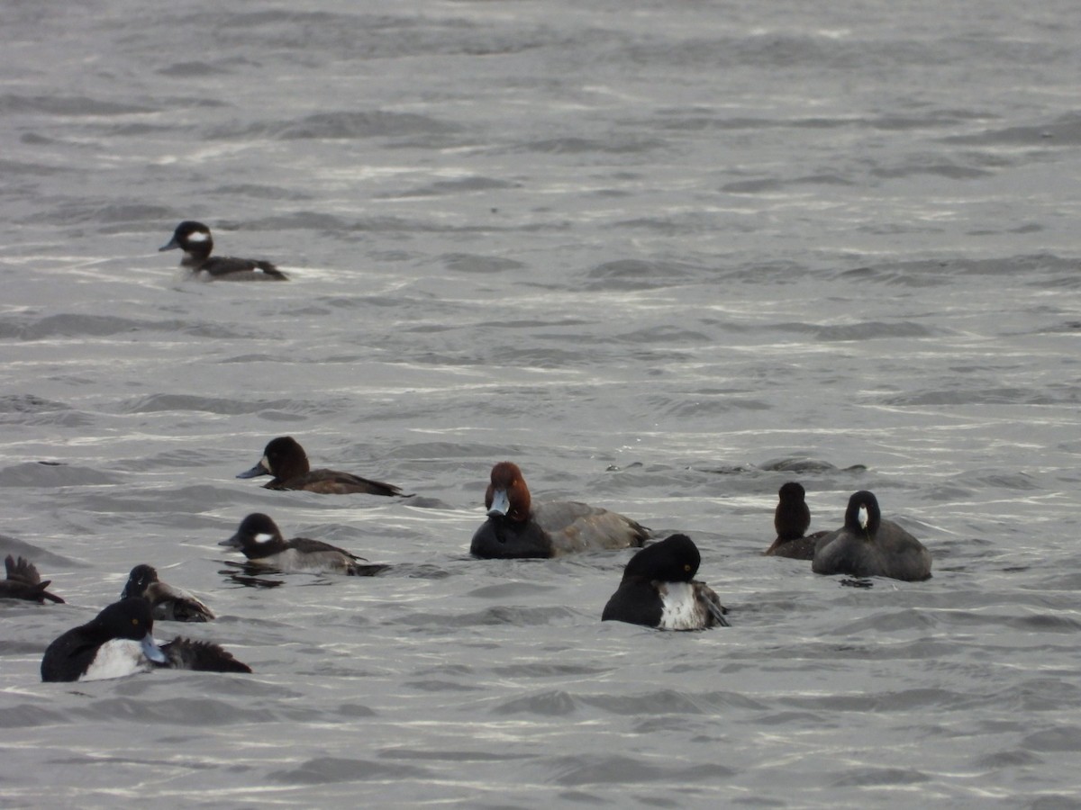 Porrón Americano - ML647572230