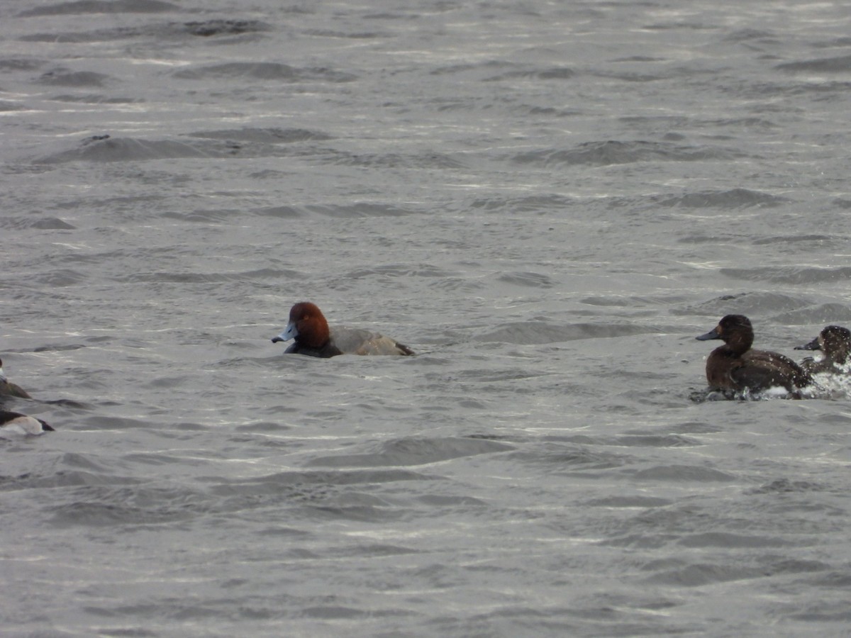 Porrón Americano - ML647572231