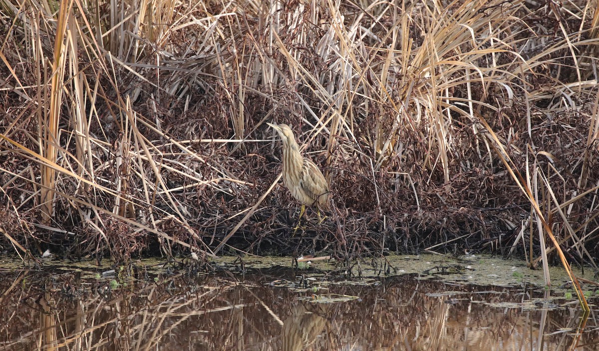 American Bittern - ML647572253