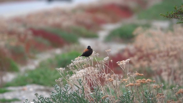 Austral Negrito - ML647572254