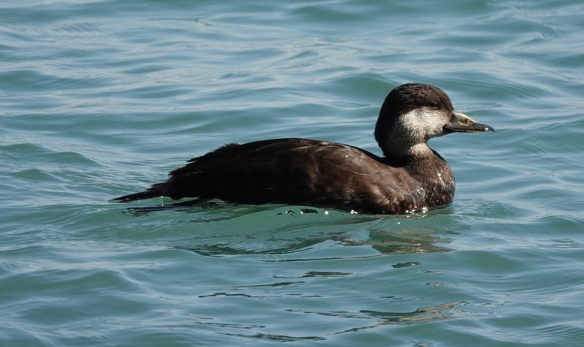 Black Scoter - ML647572257