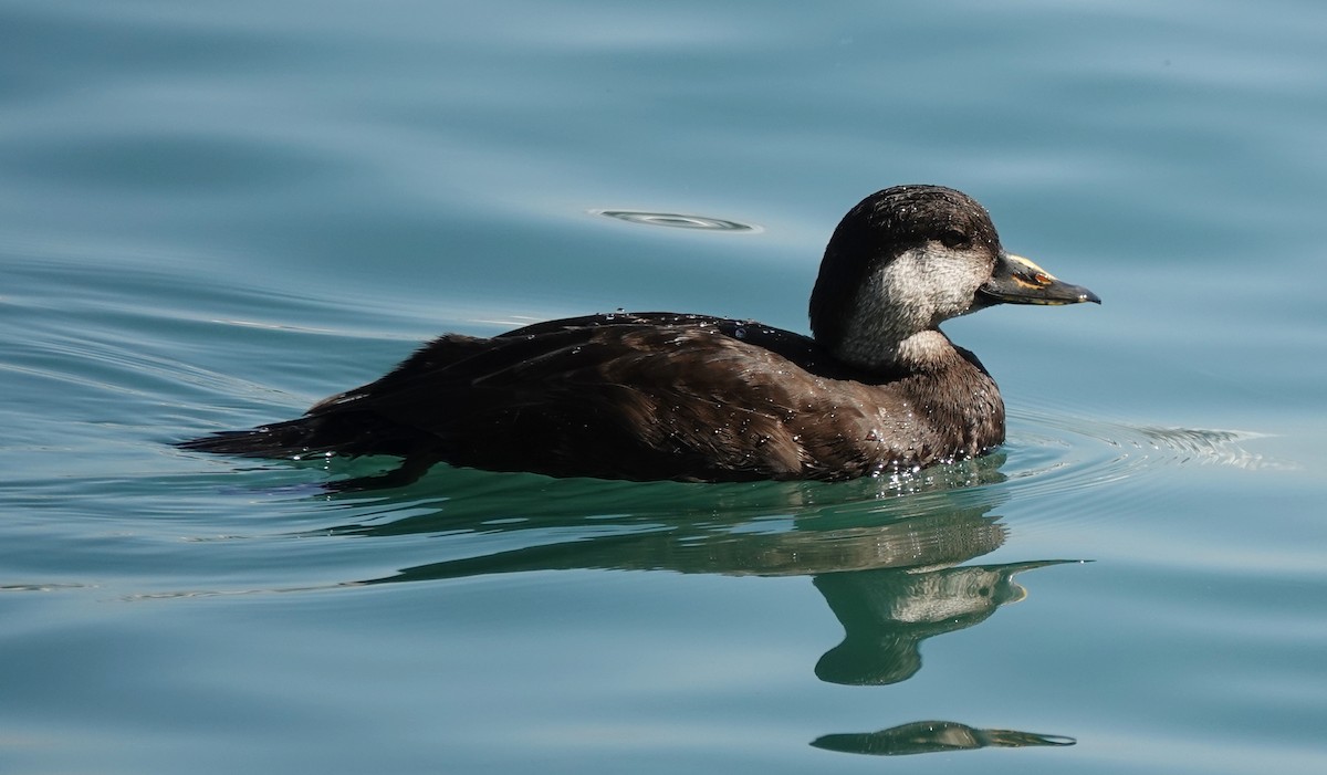 Black Scoter - ML647572258