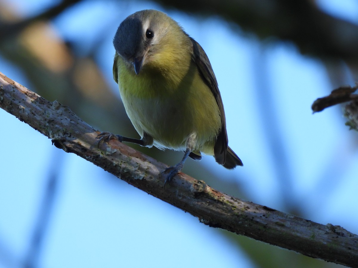 Bireo filadelfiarra - ML647572316