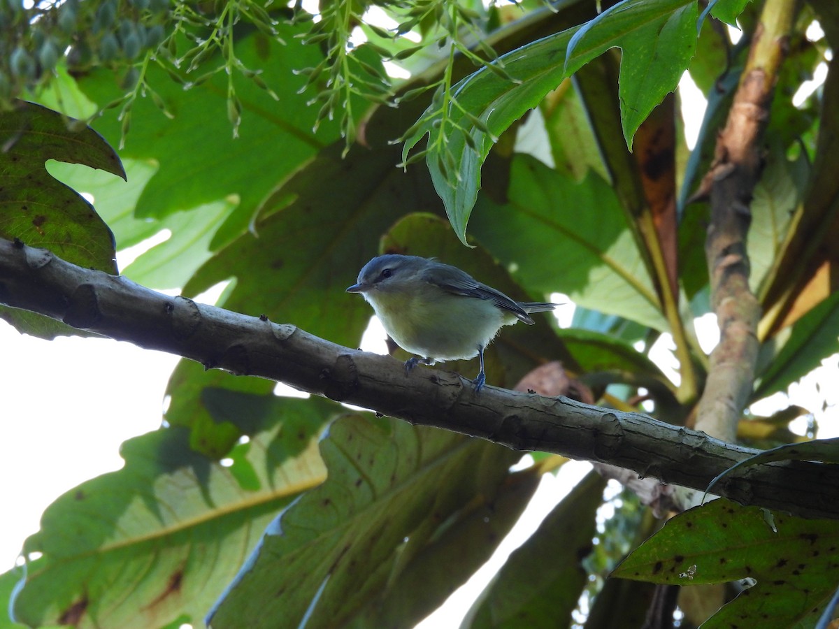 Bireo filadelfiarra - ML647572317