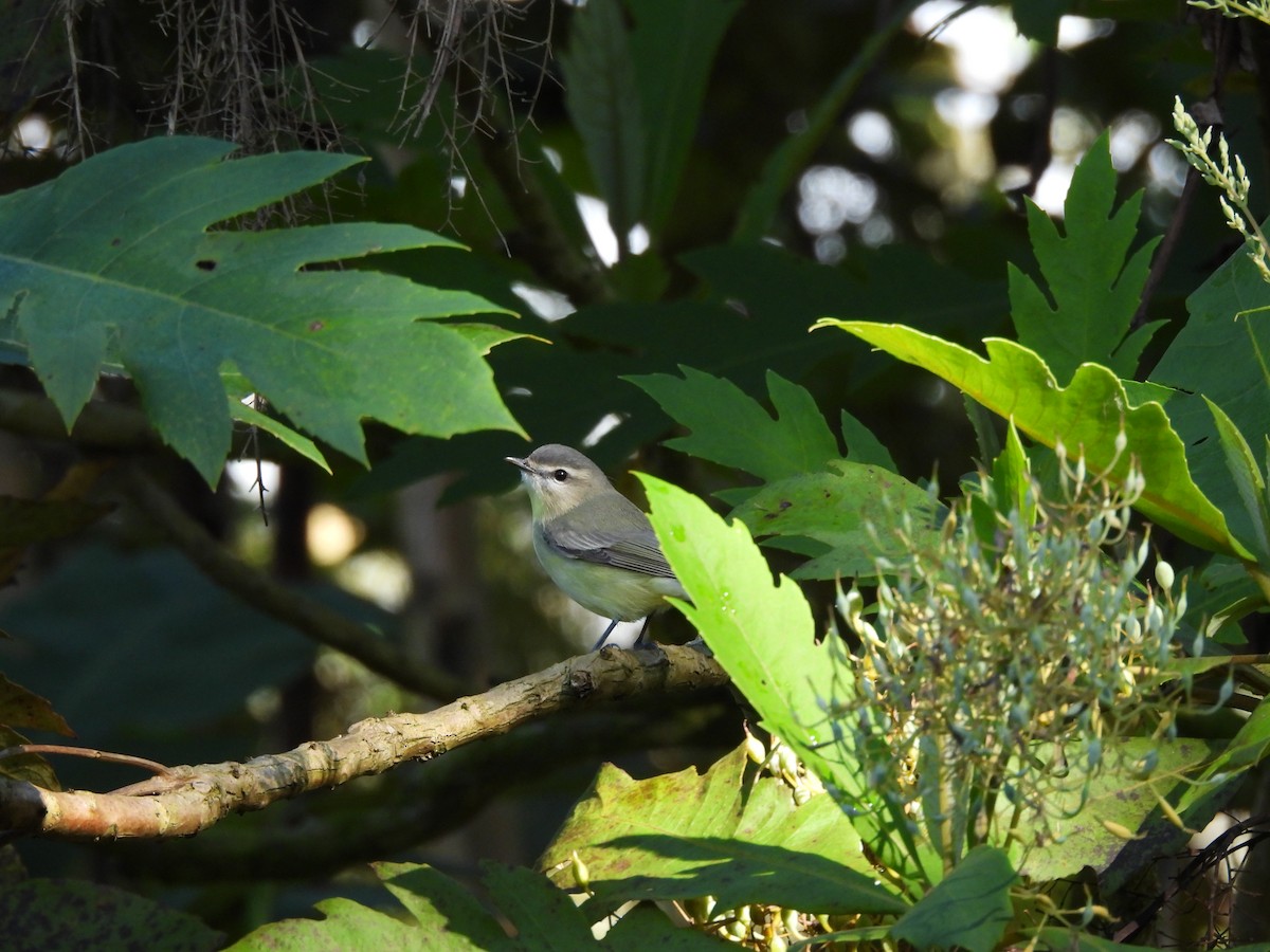 Bireo filadelfiarra - ML647572318