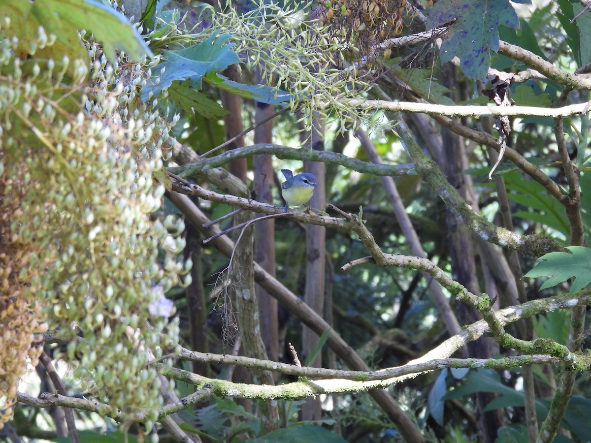 Bireo filadelfiarra - ML647572331