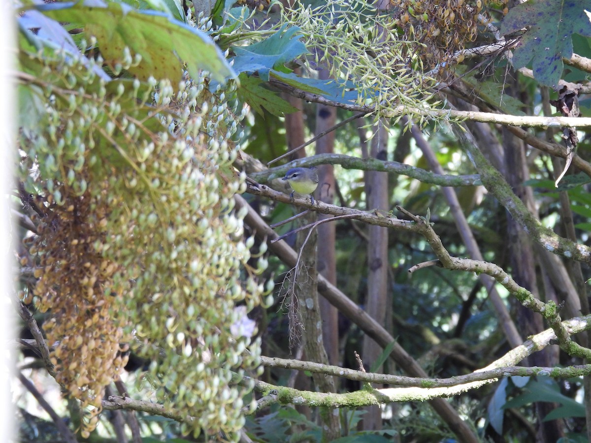 Bireo filadelfiarra - ML647572332