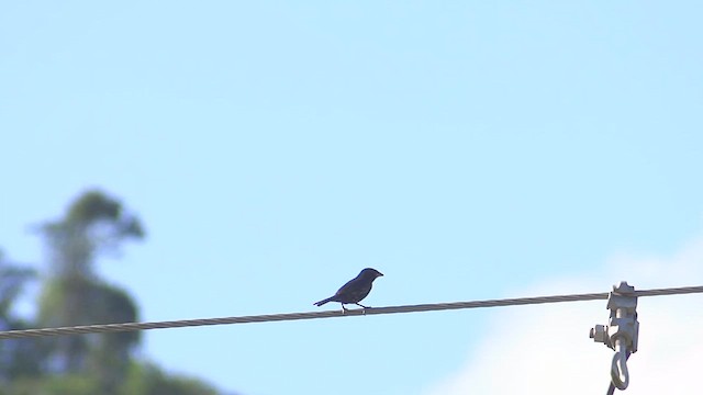 Blue-black Grassquit - ML647572353