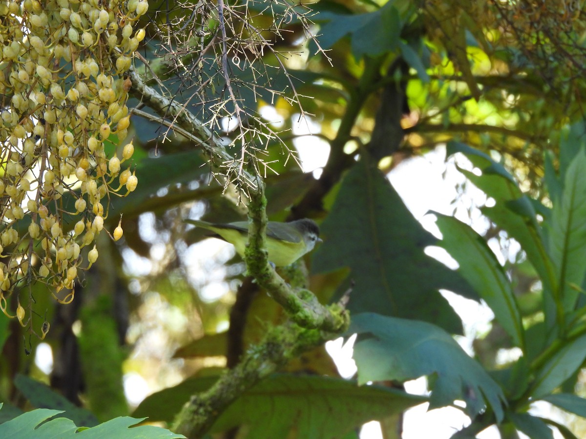 Brown-capped Vireo - ML647572362